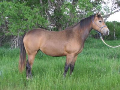 My Sandra Drift JW<br>AQHA 5854948